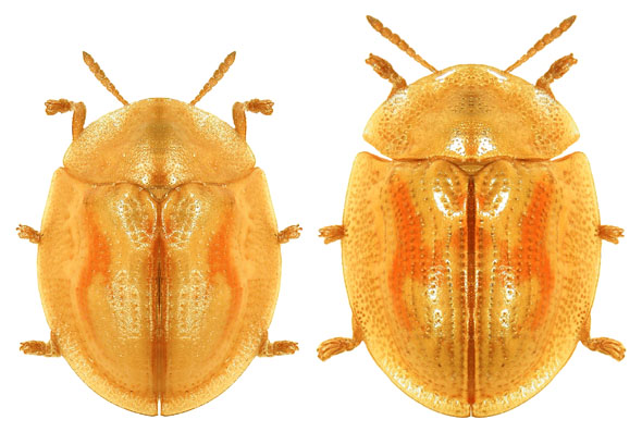 Cassida subreticulata